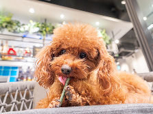 ワンちゃんの写真