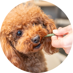 歯みがき後のご褒美に