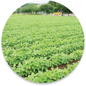 国産大豆と乳酸菌発酵