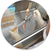 乳酸菌研究70年の生産物質