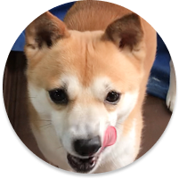 チャチャちゃん